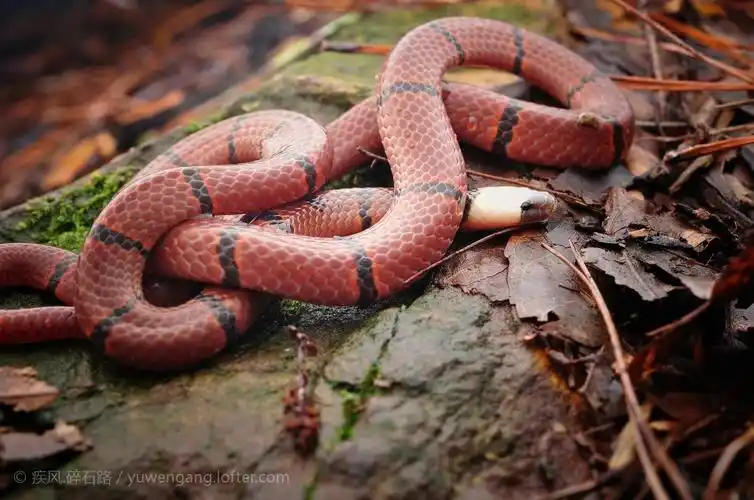 中国常见蛇类剧毒蛇上