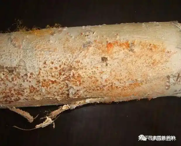 如何高效防治杨树溃疡病 - 知乎