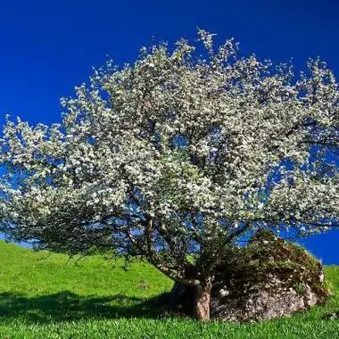 唯美意境树头像一棵树也是风景太美丽了