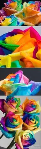 世上真的有这种花,它叫七色彩虹花