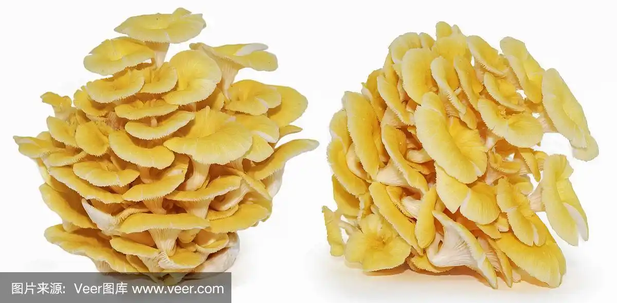 孤立在白色背景上的黄色平菇