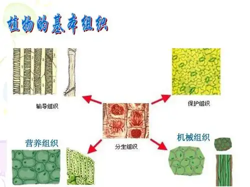 营养组织 机械组织