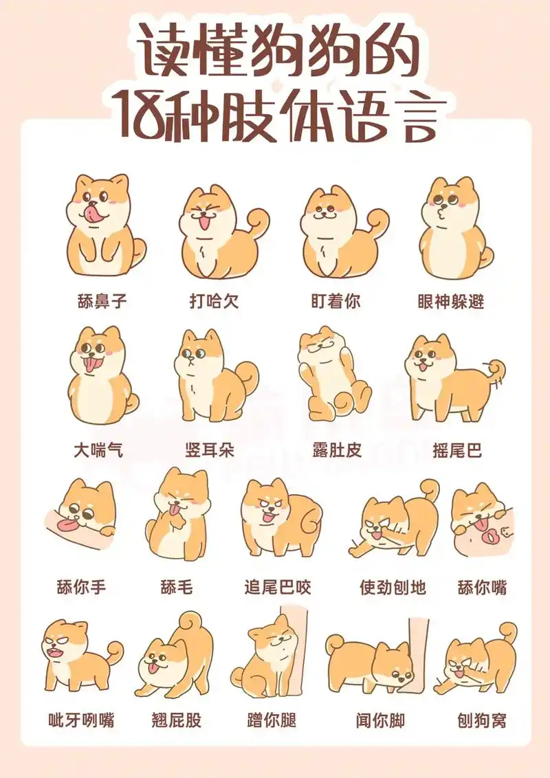 新手养狗必看的18种狗狗肢体语言! #科学养宠攻略 #狗狗 - 抖音