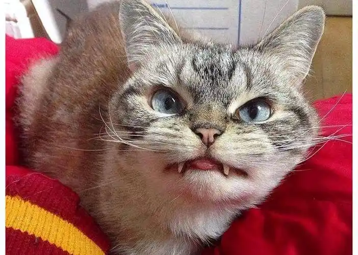 如果你家猫咪总是对你炸毛,龇牙,甚至还会对你发出低吼声, 那它是在