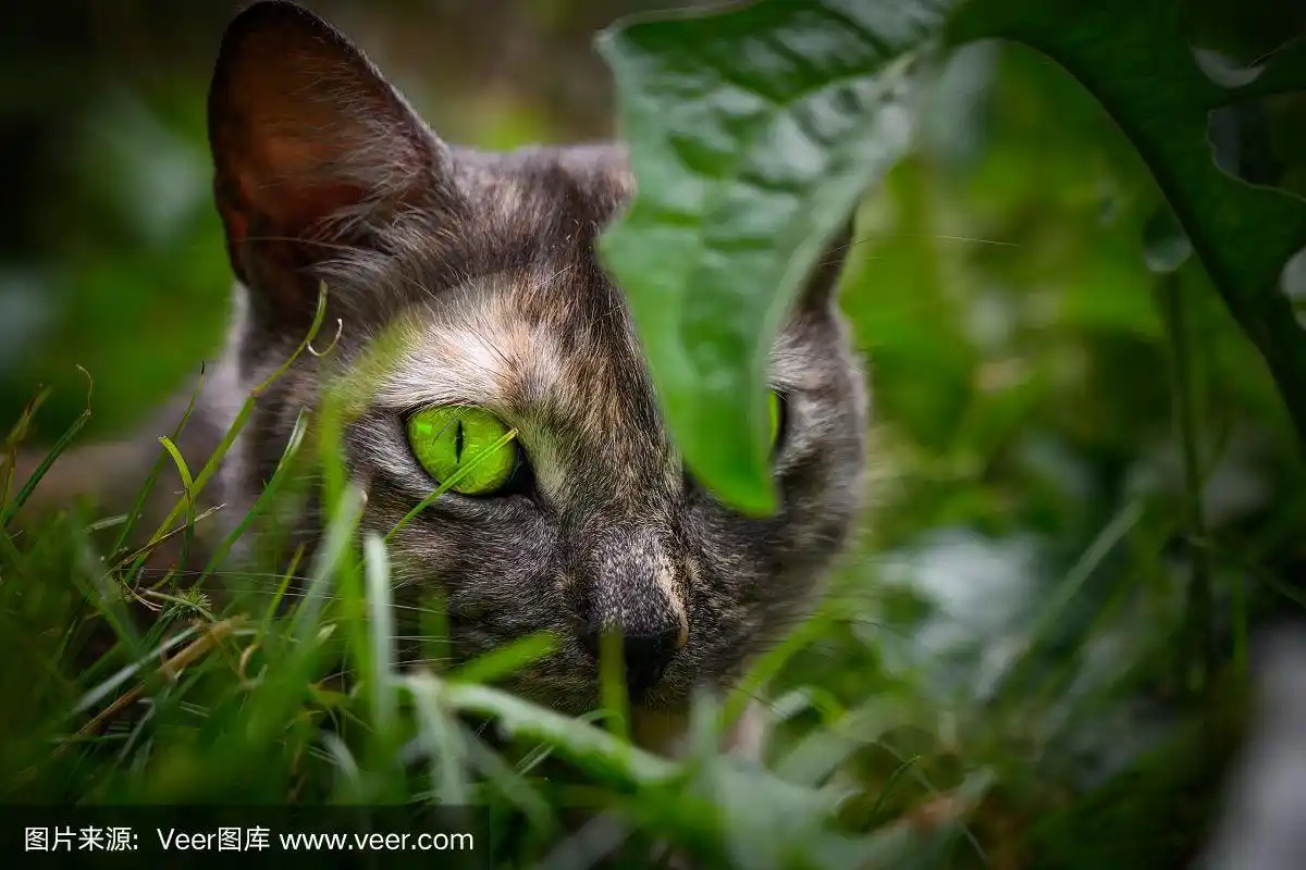 绿眼的猫在灌木丛中窥视
