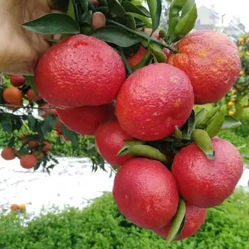 媛红椪柑新品种柑橘苗红肉椪柑苗美人橘子树苗果树