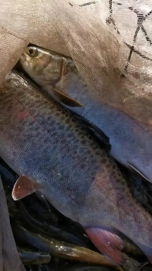 大爆网,爽爆了,太过瘾了!这么大的冷水细鳞鱼还有谁见过?