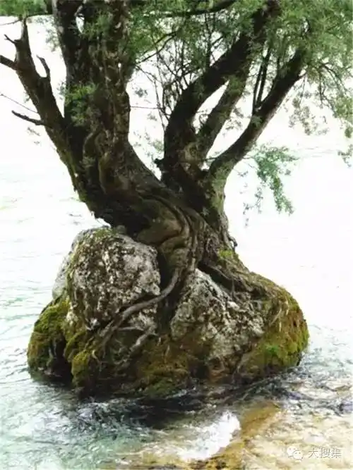 石破惊天的生命奇迹