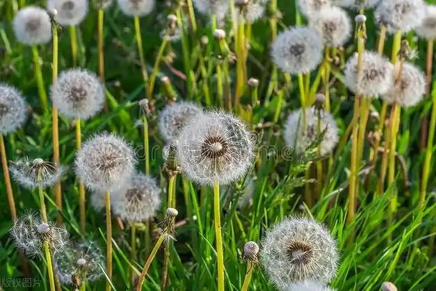 告别园艺新手!用这招轻松种出蒲公英,邻居都羡慕!|植株|种植|多肉植物