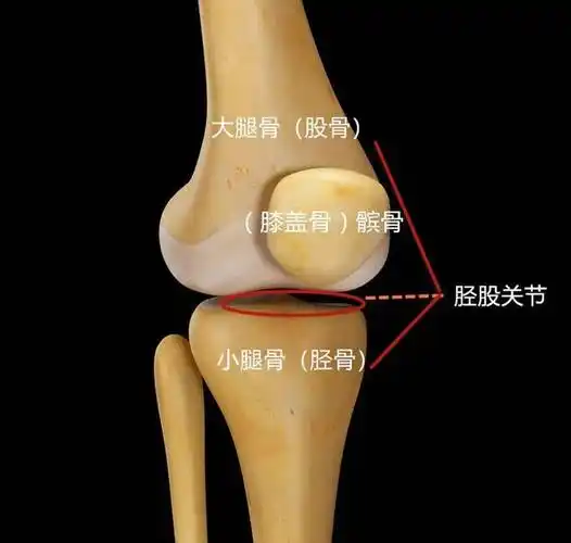 小腿骨和大腿骨构成——胫股关节;先来简单了解一下膝关节的解刨结构