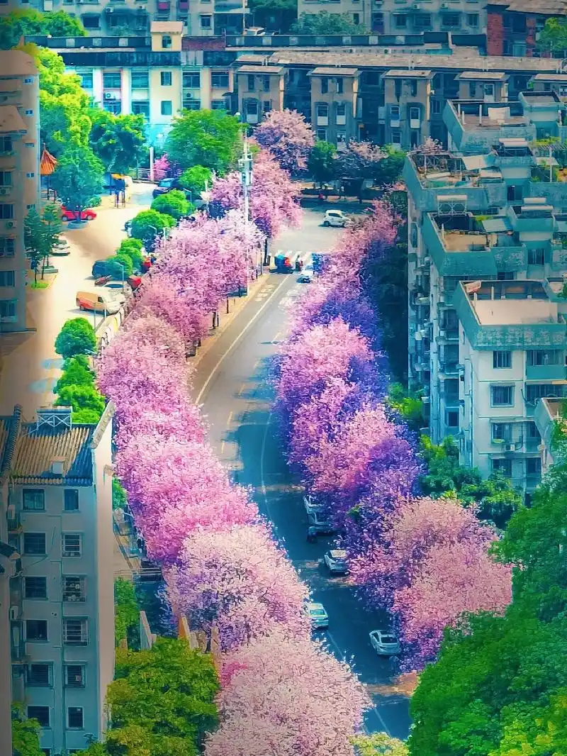 柳州不只有螺蛳粉春天的紫荆花也很美