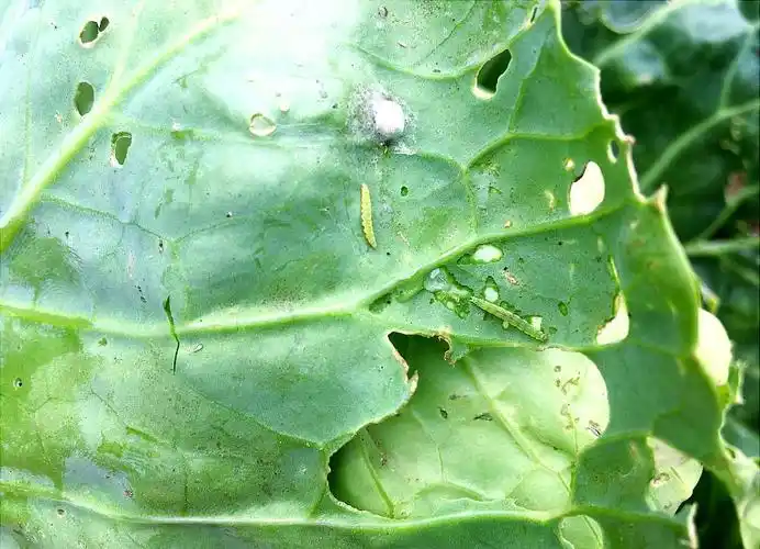 如何科学防治小菜蛾对蔬菜的危害