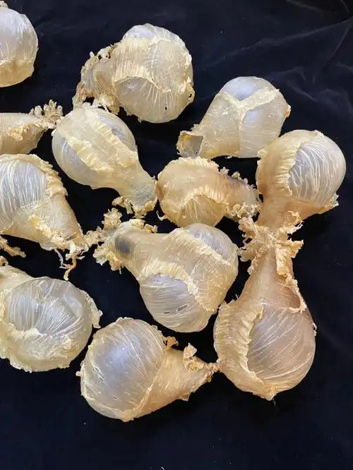 4-5头灯笼胶96067800元一斤 97补肾佳品:横直胶又名灯笼胶96