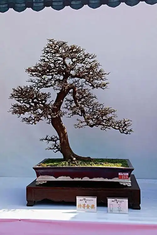 分享图片,一组获金奖盆景欣赏