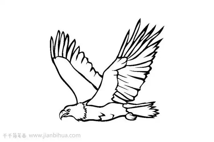 老鹰简笔画教程