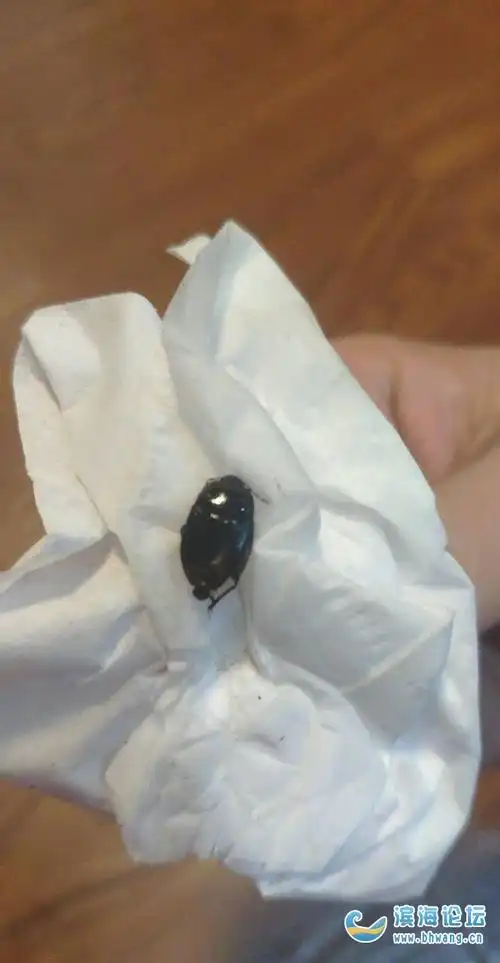 帮忙看一下这是什么虫?住一楼真的是醉了!