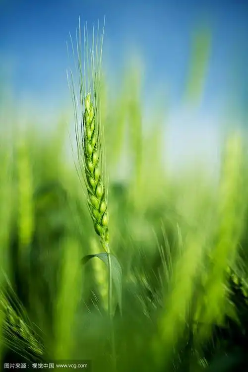 蓝天上的麦穗