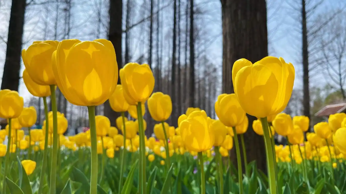 南京中山植物园郁金香