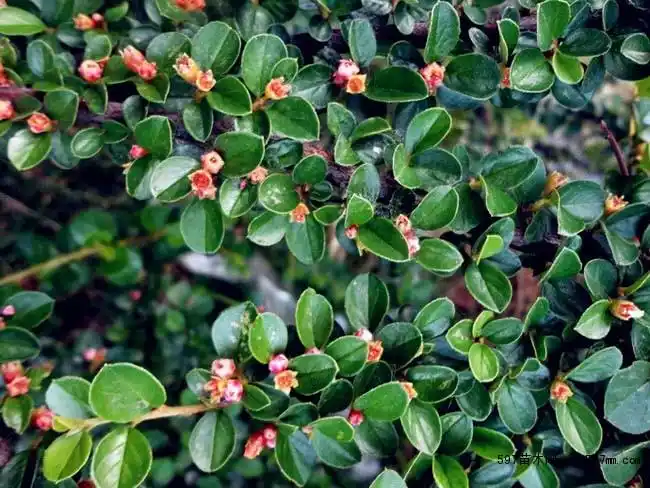 平枝荀子平枝荀子园林绿化小区绿化