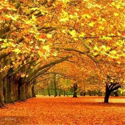 秋天的头像图片大全 高清有氛围感唯美适合秋天的微信头像_风景微信