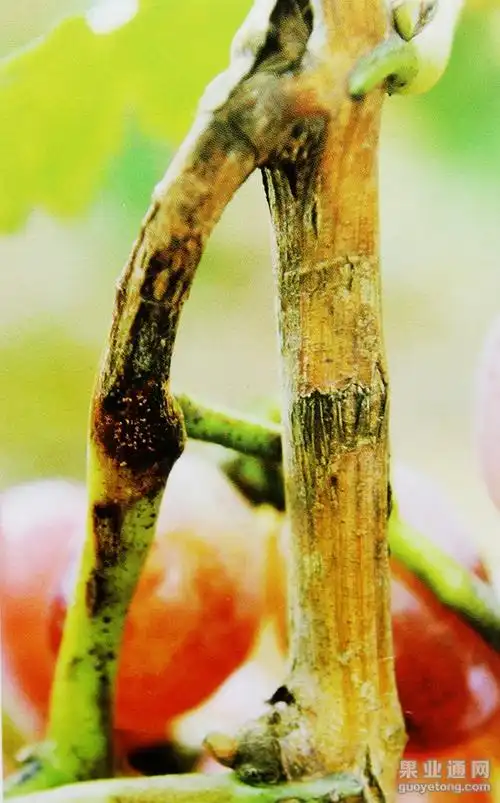 葡萄炭疽病的危害与解决措施