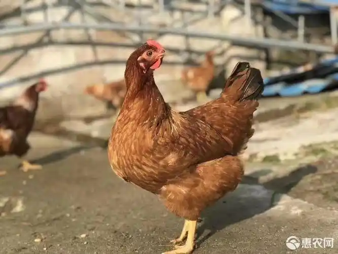 海兰褐青年蛋鸡售卖