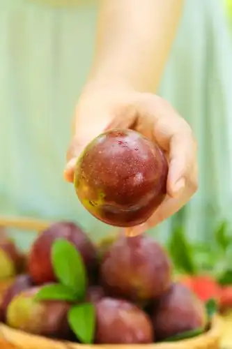 手里拿着芙蓉李 红李子