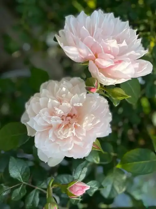 月季慷慨的园丁202205