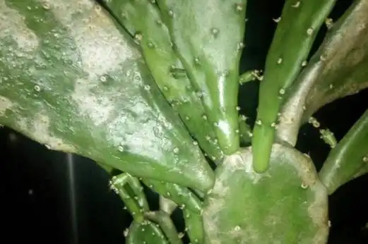 仙人掌上长满了白斑怎样处理