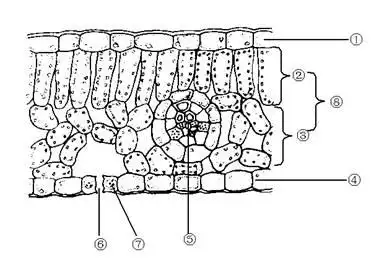下图是某一植物叶片的结构示意图,请分析回答下列问题.(1)不同植物