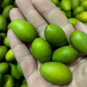 【香橄榄水果新鲜图片】香橄榄水果新鲜图片大全_好便宜网