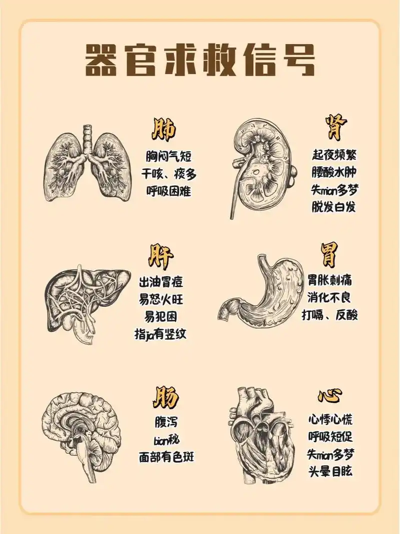 这6款茶搭配6015保养好心肝肺肠胃肾6015.