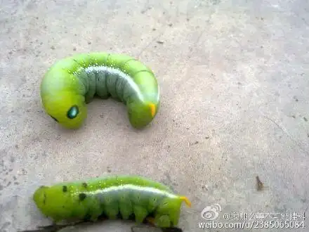 「吃下半条虫不用赔」 店经理听了一口吞给她看