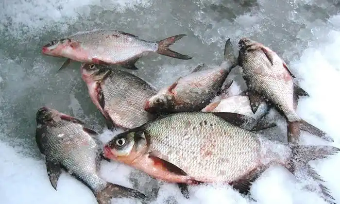 鳊花鱼批发价格,鳊花鱼市场价格,鳊花鱼多少钱一斤!