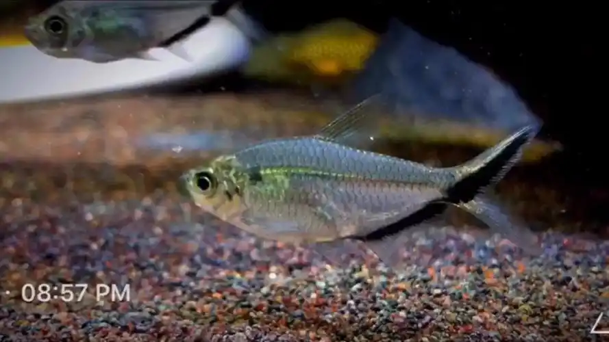 南美缸群游的经典-黑尾大勾