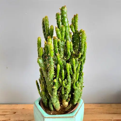 摇钱树盆栽多肉植物仙人掌办公办公室室内桌面绿植多肉植物