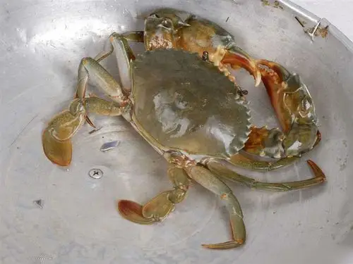 肉蟹_万州海产品批发_万州海类产品批发_万州海鲜批发_重庆市万州区刘