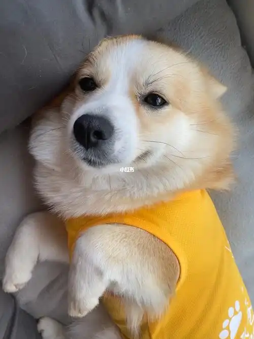 柯基和柴犬的串串能有多可爱