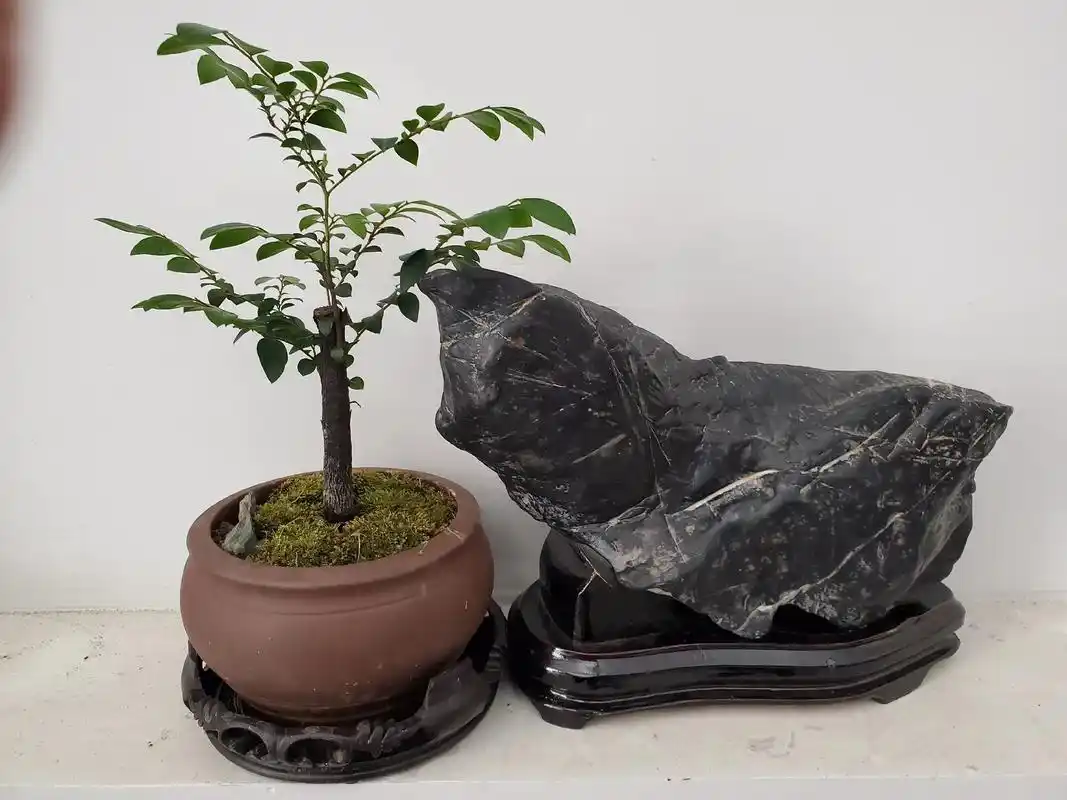 盆景老桩配上灵壁奇石真是赏心悦目…… - 抖音