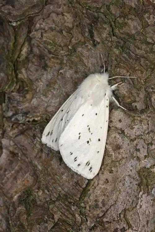 鳞翅目巢蛾总科巢蛾