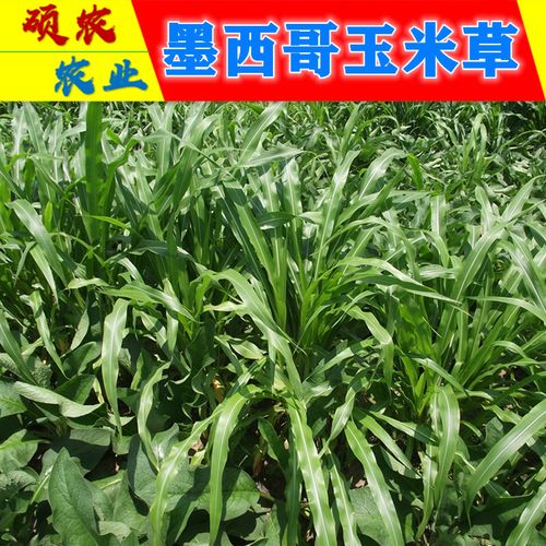 牧春籽墨西哥玉米草种子 悍马大刍草籽 饲用黄青贮牧草 阔叶优12牛羊