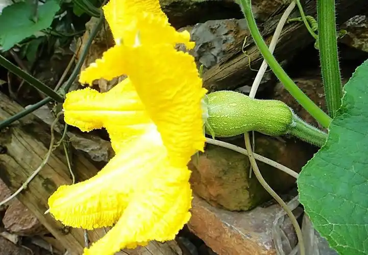 南瓜花雄花的5种吃法