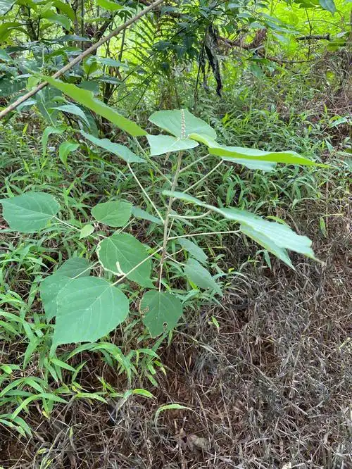 hins自然说166白背叶