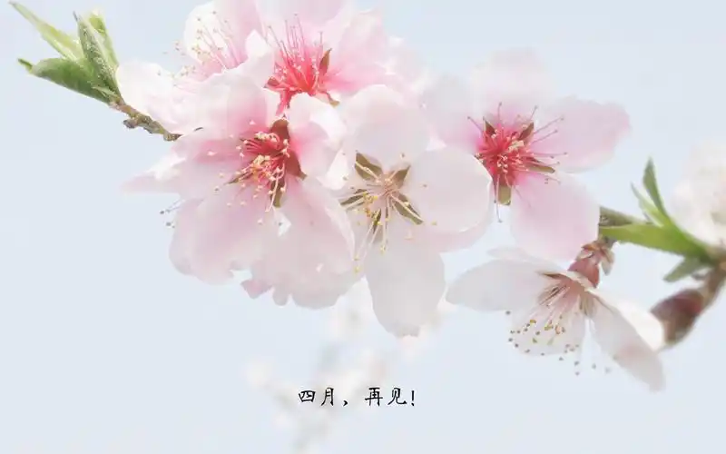 四月再见清新文字图片桌面壁纸