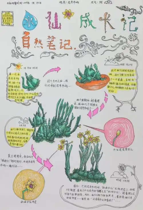 水仙花成长记中学组谭钧升
