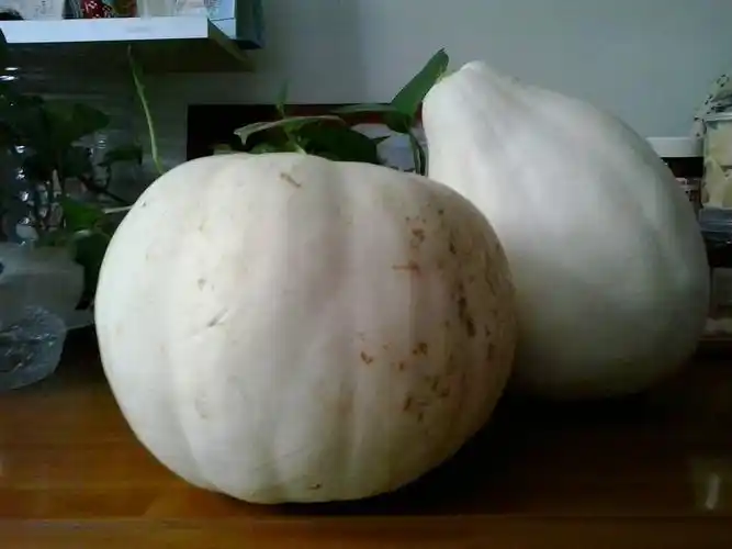 请问这是什么瓜?怎样烹饪?