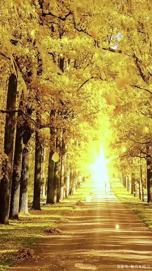 最美金色风景图分享