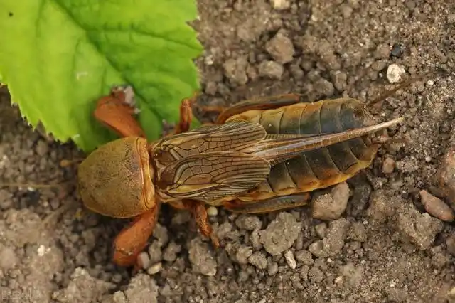 蝲蝲蛄能吃吗?能吃,可你没吃过