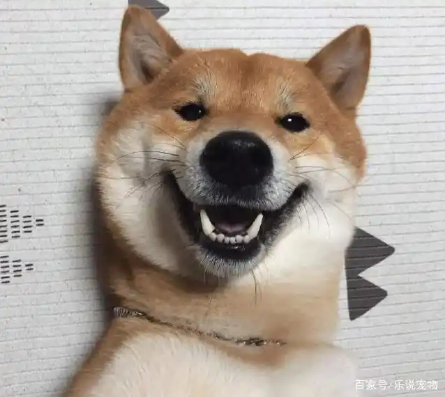 一只老爱贱笑的柴犬,笑起来像个表情包,让人忍不住想揪它小肥脸