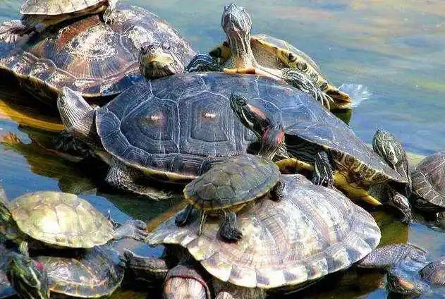 红耳龟放生(图片来自网络)